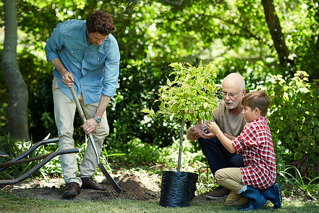 Drei Generationen pflanzen gemeinsam einen Baum im Garten.